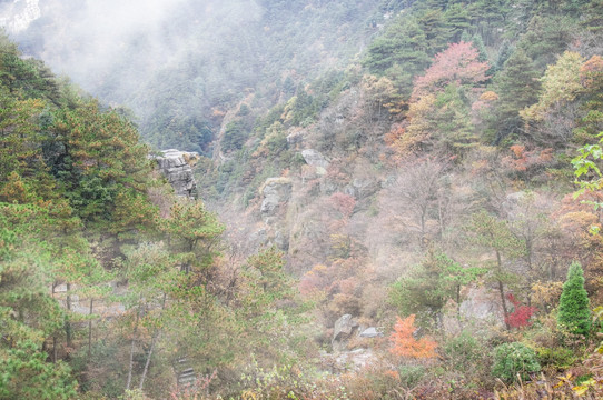 庐山锦绣谷红叶枫叶秋色