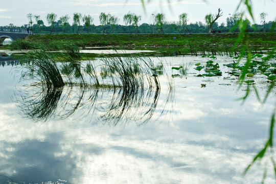 湿地风景