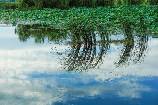 湿地风景