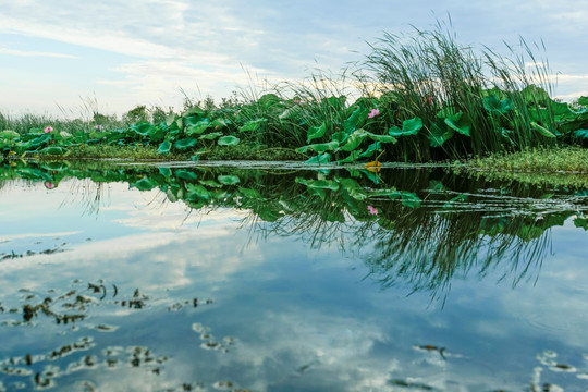 湿地风景