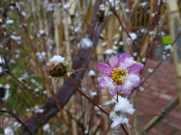 雪中的格桑花 积雪的格桑花