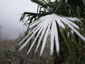 雪中的树叶 积雪的树叶 棕榈树