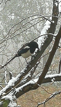 雪中枝头的喜鹊 雪中的喜鹊