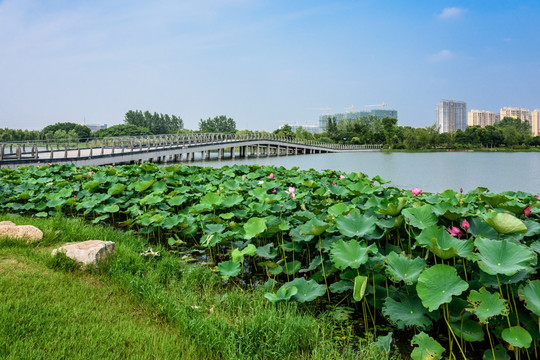 莲花湖公园水景观