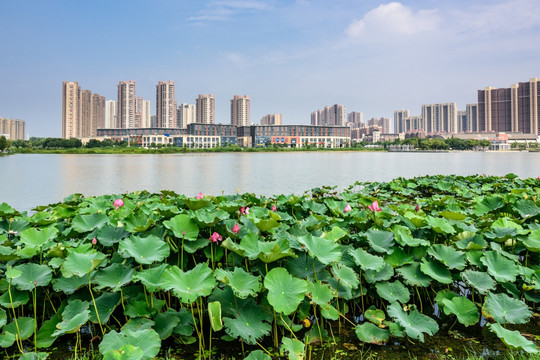 莲花湖公园水景观