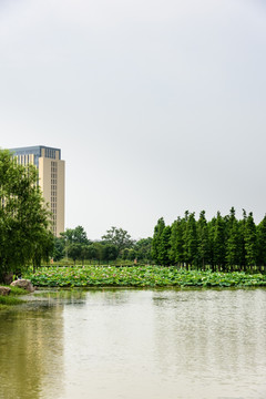 莲花湖公园景观