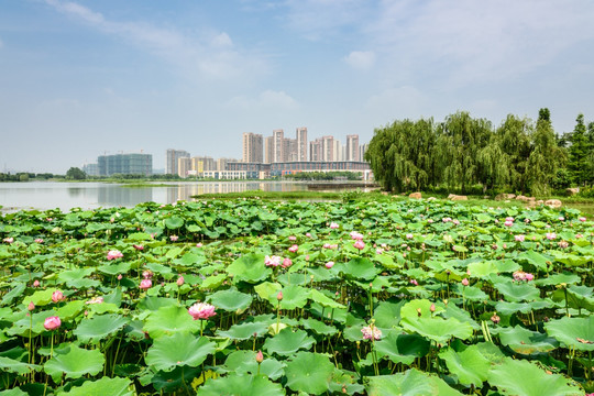 莲花湖公园景观