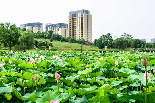 荷花池景观