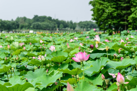 荷花池景观