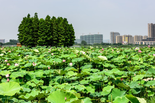 荷花池景观