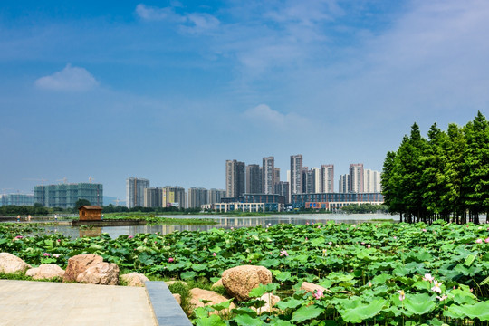 荷花池景观