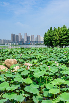 莲花湖公园景观