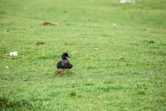新西兰野鸭