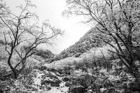 黑白雪景