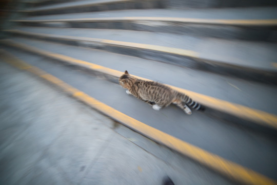 阶梯上的猫