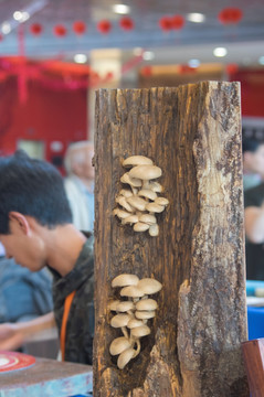 木雕蘑菇