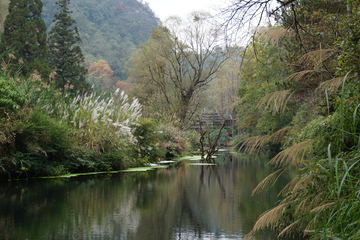 河边芦苇丛 湿地公园