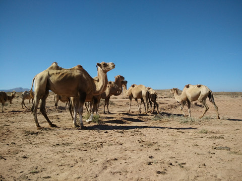 戈壁骆驼