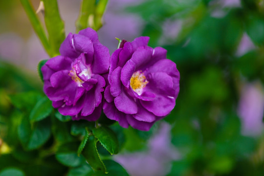 紫色花卉 紫色的花 蔷薇