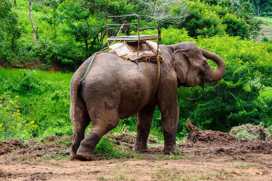 泰国大象 大象表演
