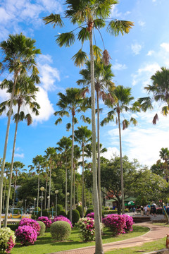椰子树 椰树 热带风光