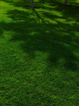绿草地 树影