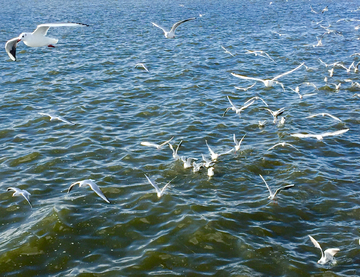 滇池海鸥群
