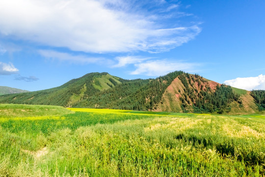 青海祁连山