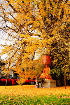 唐观音禅寺银杏秋景 千年银杏