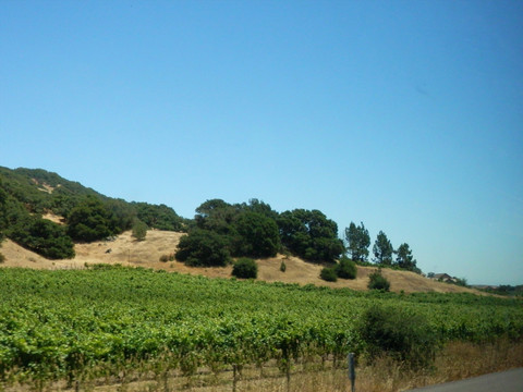 加州葡萄园
