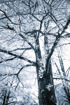 冬日雪白树木