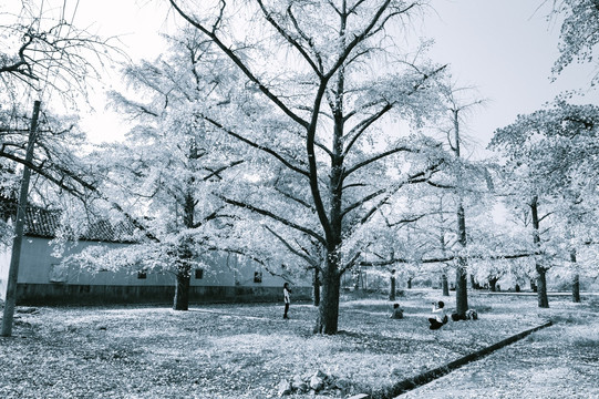 冬日雪白树木