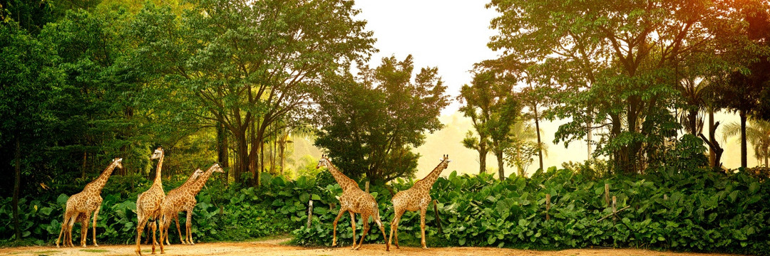 长隆动物园 长颈鹿 非洲草原