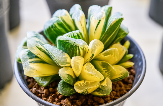 多肉植物 高清大图