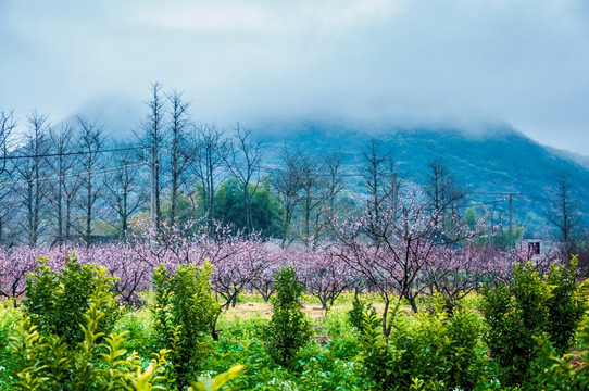 田园春色