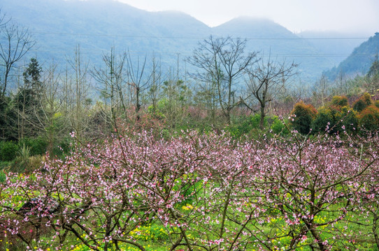 春色田野