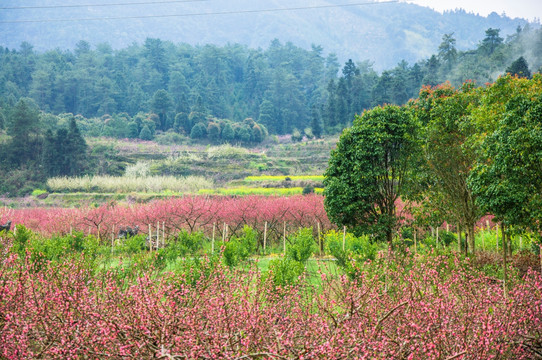 春色田野