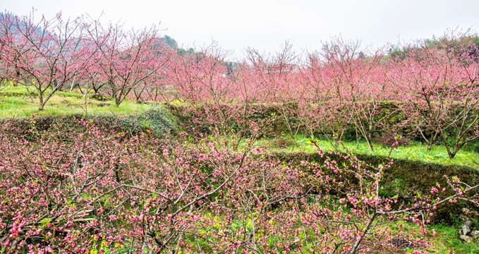 春色田野