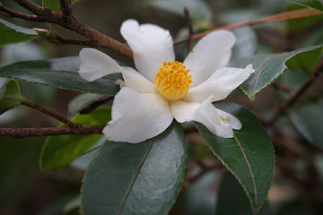 山茶花