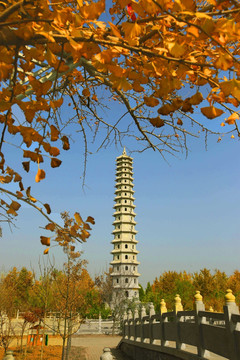 银杏树与塔