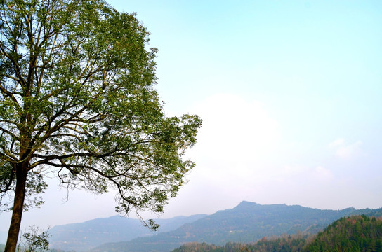 大树 远山 天空