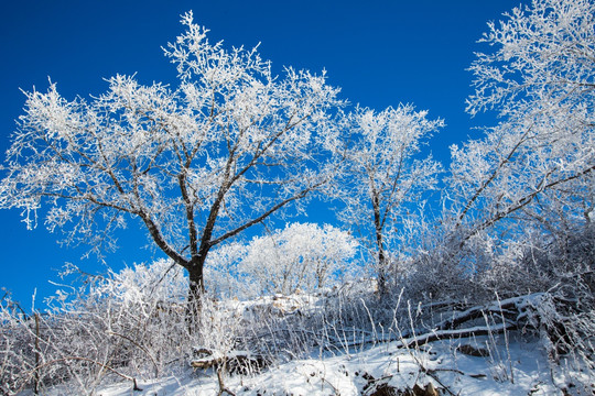 冬日雪景