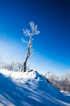 冬日雪景