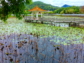 花都红山村荷花池