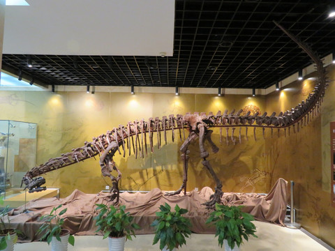 巨型禄丰龙化石