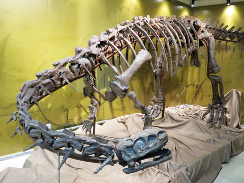 巨型禄丰龙化石