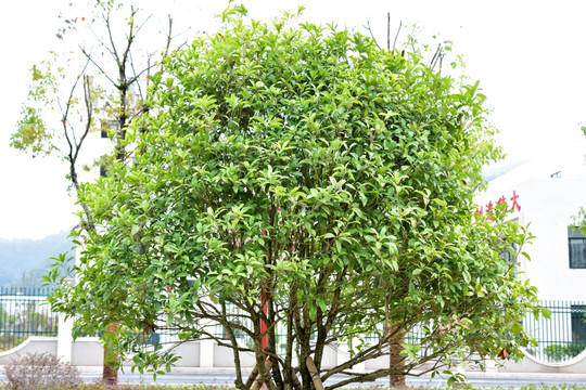 桂花 桂花树