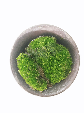 苔藓