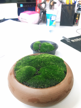 苔藓