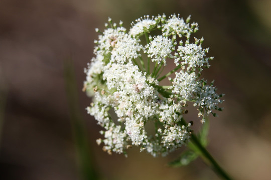 白色小花